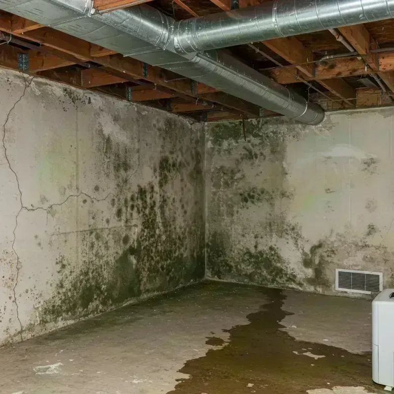 Professional Mold Removal in Salinas, PR